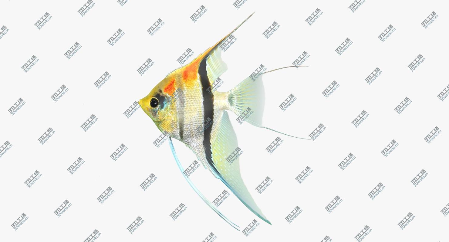 images/goods_img/2021040233/3D Fish Collection/3.jpg